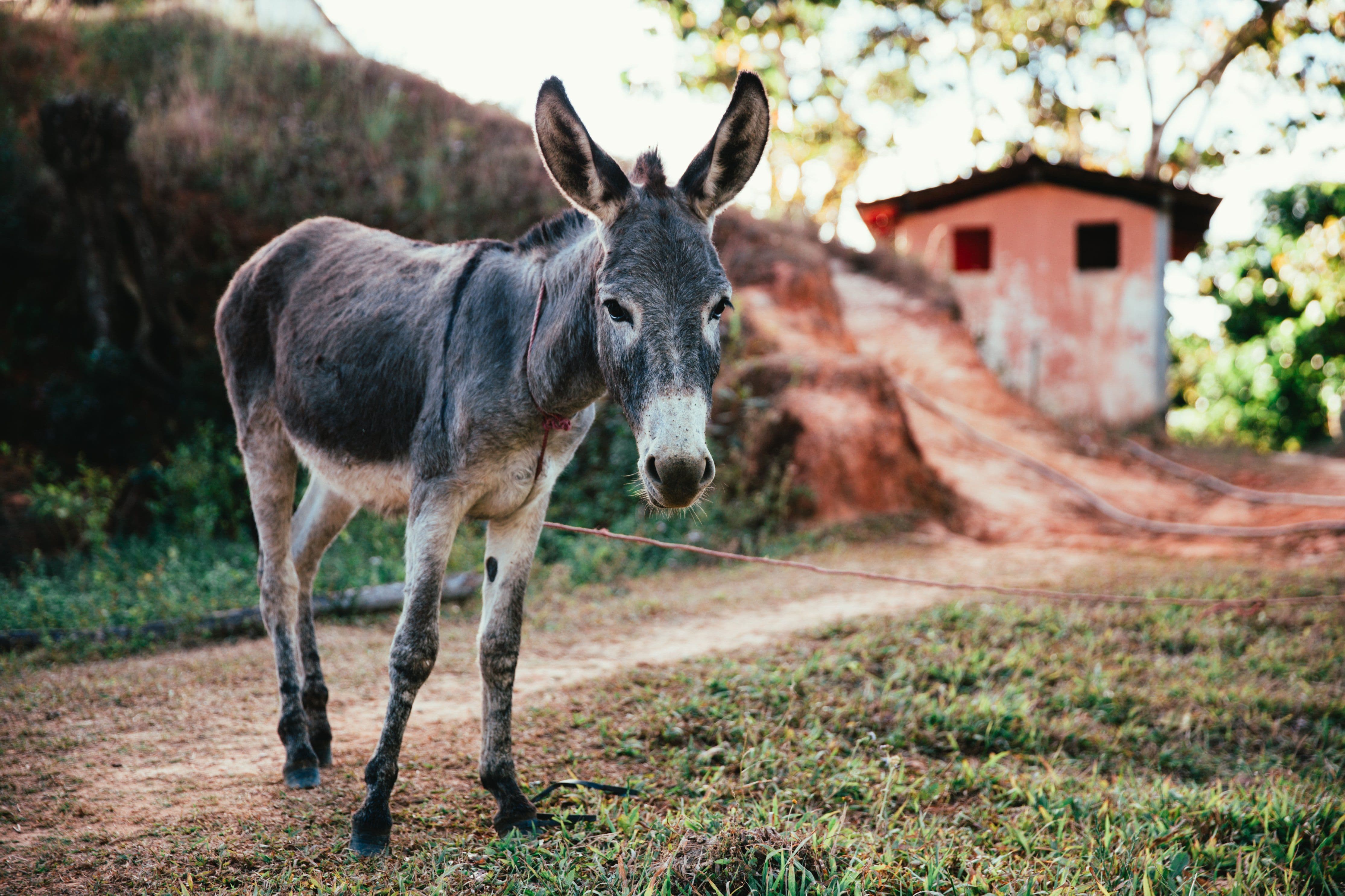  Bandi, Preioni (Lega Salvini) 200 mila euro a sostegno dei costi per la difesa del bestiame