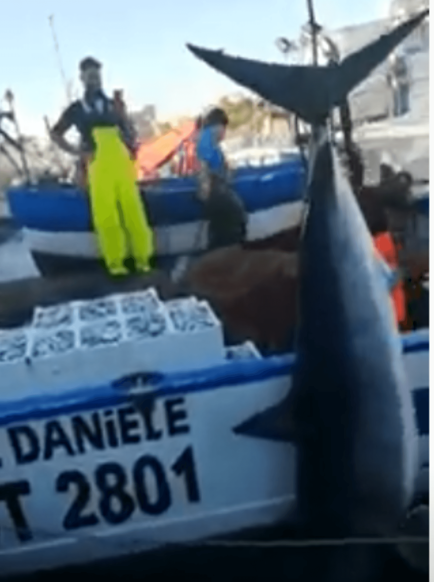 Catturato grande squalo Mako al largo di Catania - VIDEO