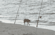 Eccezionale: il lupo bagna le zampe nel mare del Salento - Video