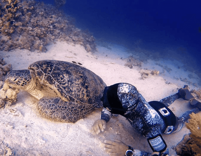 Incredibile esperienza nel mare del Salento. Santa Maria Di Leuca, faccia a faccia con la tartaruga gigante
