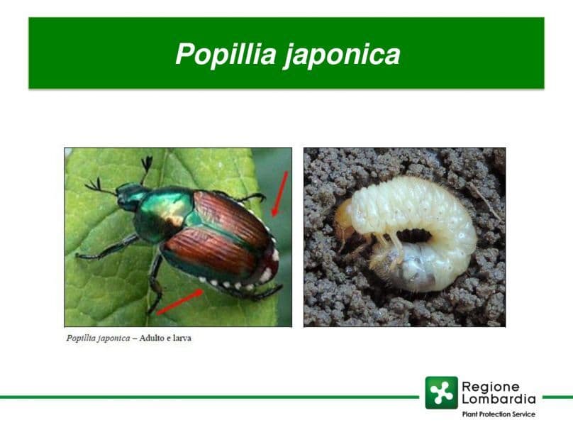 Trecate“zona focolaio” per la presenza di Popillia japonica Newman