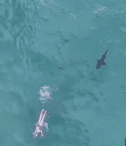 La nuotata da incubo con lo squalo alle spalle che tallona la nuotatrice. Il video del drone