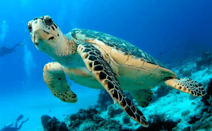 Avvistamento eccezionale di una migrazione di oltre 64mila tartarughe