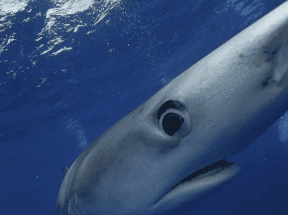 Marina di Salve nel Salento, grande squalo verdesca abbocca all'amo dei pescatori