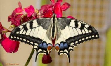 Cassano Magnago, mostra insetti