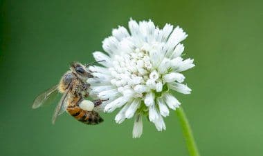 Brescia, donna viene punta, è codice giallo