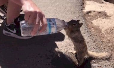 Lo scoiattolo assetato chiede disperatamente e ottiene un po' d'acqua. Turista dà da bere a scoiattolo assetato – VIDEO