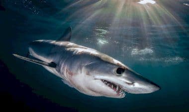 Squalo mako avvistato dalla spiaggia: bagnini ordinano ai bagnanti di uscire dall'acqua