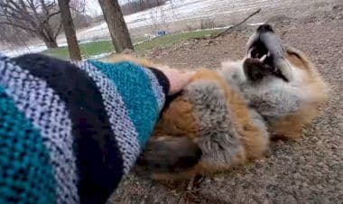 Volpe incastrata in una rete da calcio salvata , VIDEO