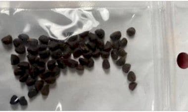 Truffa o minaccia ambientale? Mistero su semi spediti a casa dalla Cina