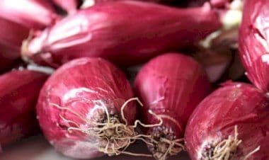 Focolai di salmonella in 31 Stati: è allarme