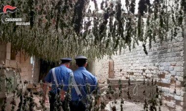 Piana di Gioia Tauro: sequestrate 7 mila piantine di marijuana