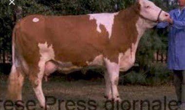 Trecate, bando aziende agricole