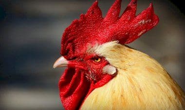 Il gallo canta all'alba, multa da 166 euro al padrone.
