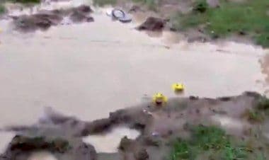 Rane gialle filmate nel Madhya Pradesh in India: il video diventa virale