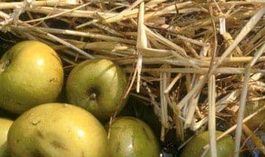 Trecate, mele piemontesi in crescita