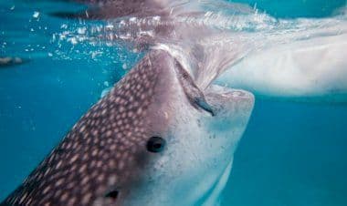Grande paura per un turista quando è stato quasi inghiottito da uno squalo balena davanti al quale stava posando- VIDEO