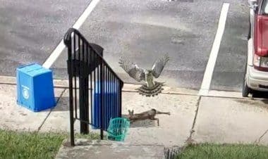 Il tentativo fallito del falco, manca la preda