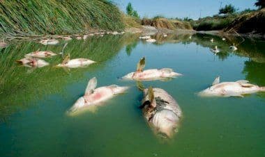 Moria di pesci in Francia, denunciata Nestlè.
