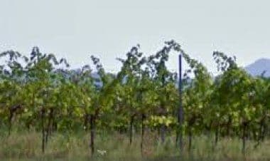 VARESE – Coldiretti.  Trattamenti mirati nei vigneti