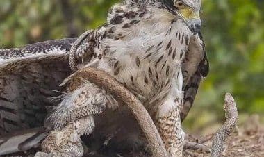Da predatore a preda è un passo: falco cattura serpente che si avvinghia e lo stringe fin quasi a soffocarlo.
