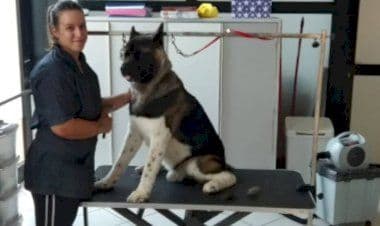 Fagnano Olona, coccole per gli amici a quattro zampe da "Miky's"