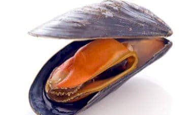 Allerta su cozze con biotossine marine DSP oltre i limiti, Ministero della Salute annuncia immediato richiamo