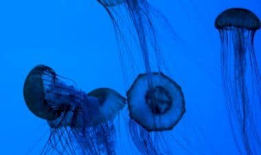 Pizzicati in mare, tornano le meduse in basso Adriatico: morsi sui bagnanti soccorsi dai bagnini.