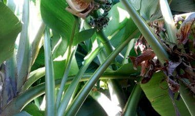 A Varese crescono le banane