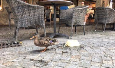 il Germano Reale che ha trovato casa in alcuni Bar del Centro di Sesto Calende.