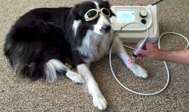 Vita da cani, evitare i botti