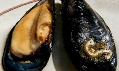 Cozze contaminate dall’epatite A, allarme in Italia.