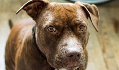 Venegono Superiore, quando le arti marziali e il tuo Pitbull ti salvano la vita