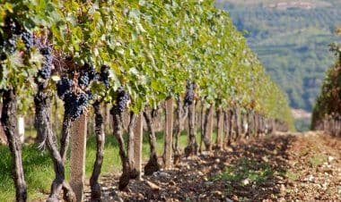 Lavoro: Cia, con avvio vendemmia urgente semplificare strumenti per stagionali