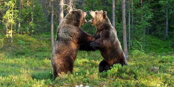 Shock in Russia: 11enne sbranato vivo da due orsi