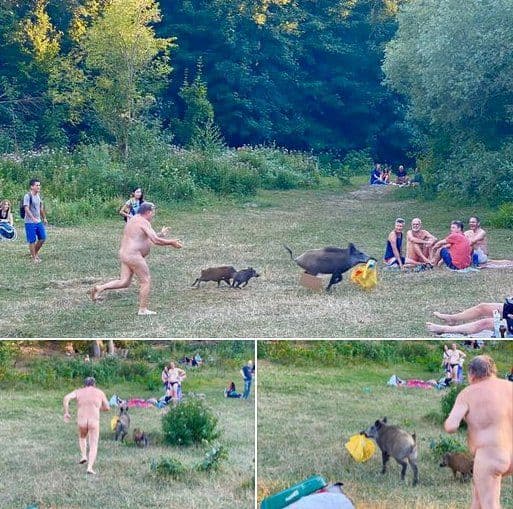 Nudista rincorre un cinghiale e i suoi piccoli che gli hanno rubato la borsa: le foto dell’imbarazzante inseguimento diventano virali