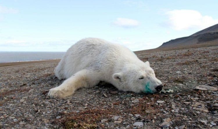Norvegia: un orso polare uccide un campeggiatore