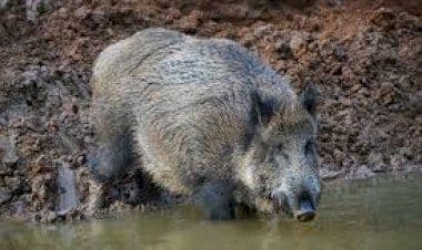 Taino, cinghiali, grosso problema