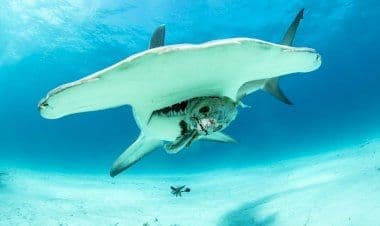 Squalo martello avvistato dalla spiaggia: allerta della Guardia Costiera