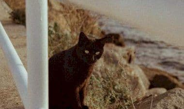 Lisanza, gatti abbandonati e morti