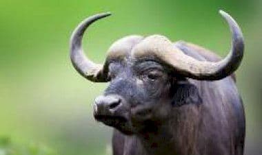 Samarate, la bufala smentita