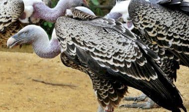 Il Festival della Biodiversità tra poco il via