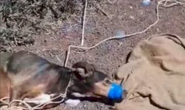 Indignazione in Spagna: torturano un cane e filmano la sua agonia, la giustizia è indulgente. Ecco il Filmato Shock!!.