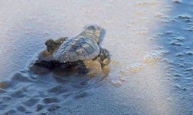 Schiusa a Porto Cesareo: nascono 79 tartarughine – VIDEO