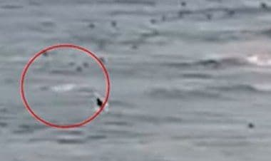 Orrore e paura in Australia: squalo azzanna e uccide un surfista al largo di Greenmount Beach della Gold Coast