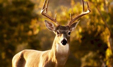 Angera, un cervo si aggira tra le case