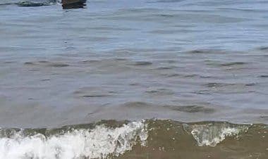 Grande squalo bianco a tre metri dalla riva: il terrore dei bagnanti.