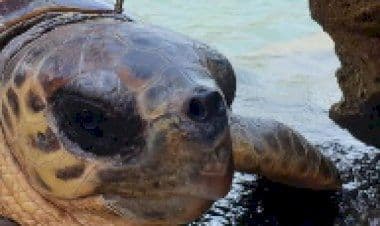 Crudeltà sugli animali: tartaruga marina sopravvive con una fiocina da un metro conficcata nel collo