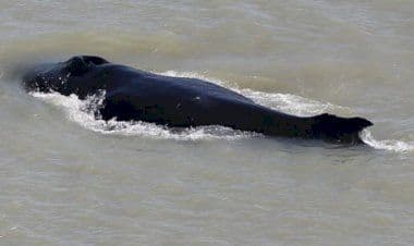 Le megattere vagano nel fiume infestato dai coccodrilli in Australia.
