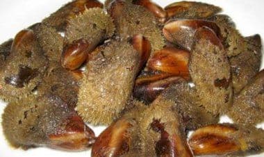 Cozze pelose greche contaminate, allarme europeo: “Contengono il batterio Escherichia Coli”